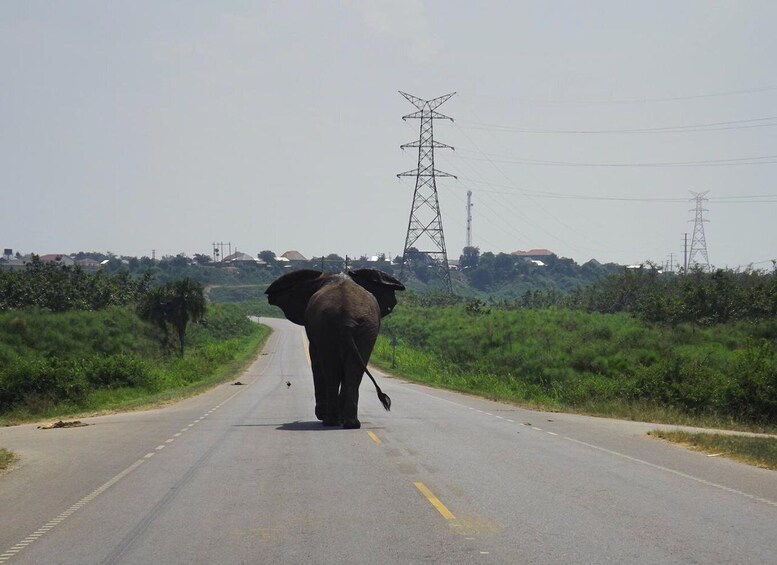 Picture 4 for Activity 5-Day Gorilla & Chimpanzee Experience and Game drive Safari