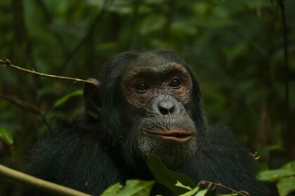 3-Day Queen Elizabeth National Park And Chimpanzee Tracking