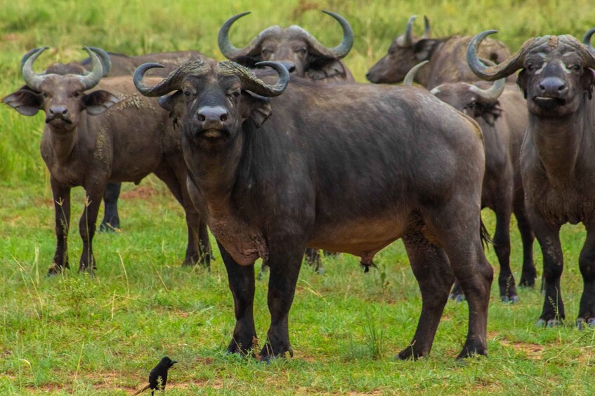 Picture 6 for Activity 6-Day Uganda Wildlife Viewing And Murchison Falls