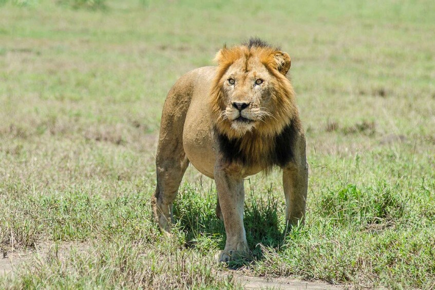 Picture 2 for Activity 6-Day Uganda Wildlife Viewing And Murchison Falls