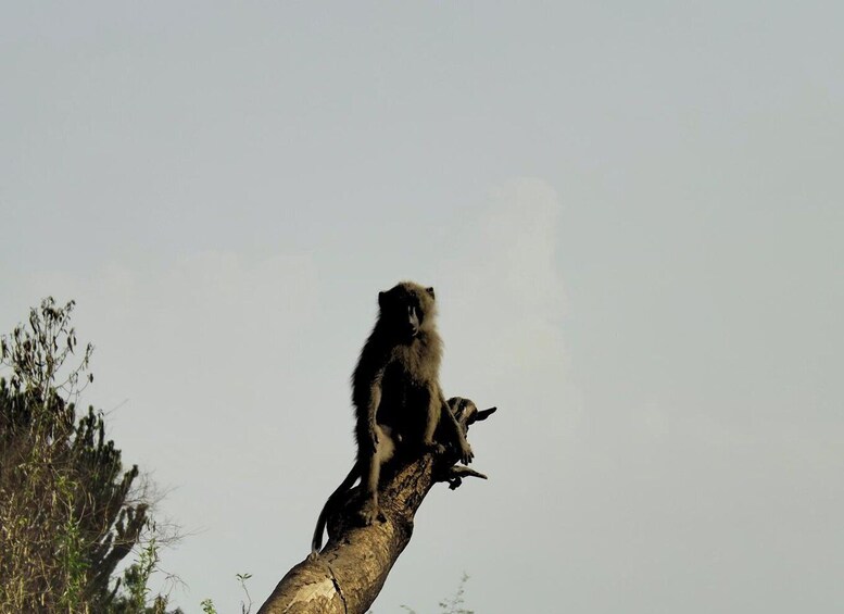 Picture 1 for Activity 5-Day Gorilla & Chimpanzee Experience and Game drive Safari