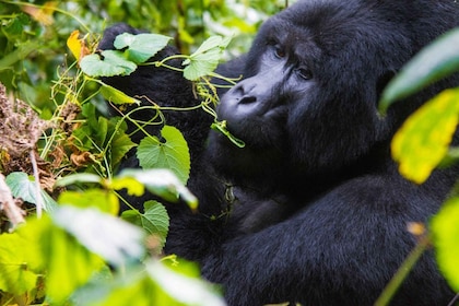 5 Days In Uganda: Gorillas Chimpanzees And Big5 Viewing