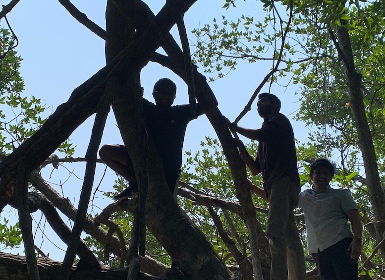 Mangrove Adventure in Bentota