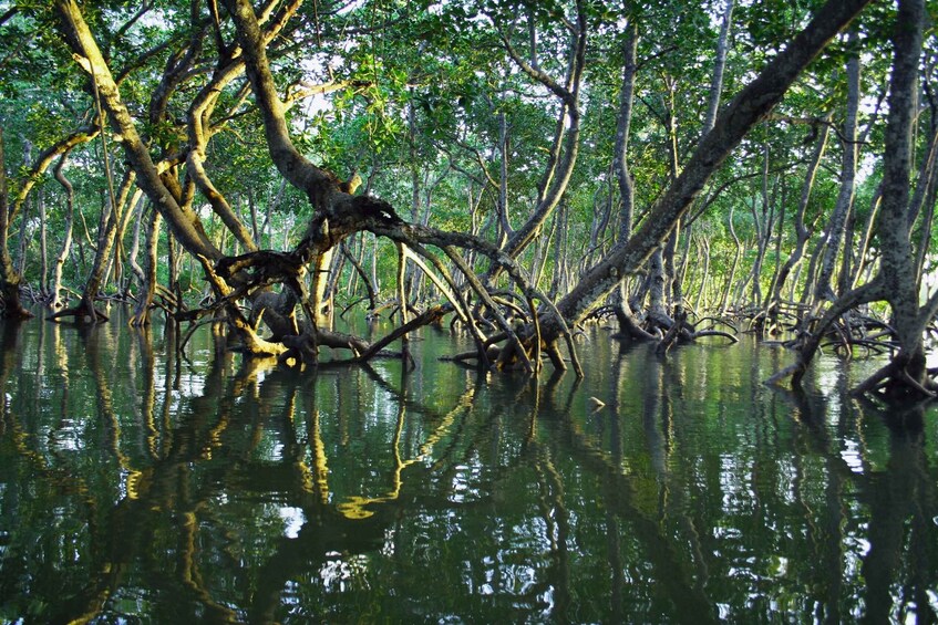 Picture 4 for Activity Mangrove Adventure in Bentota