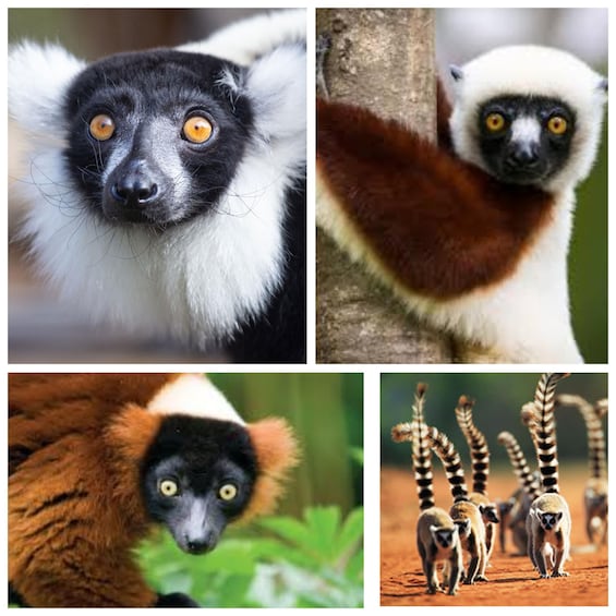 Discover Lemurs of Madagascar