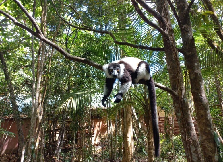 Picture 3 for Activity Discover Lemurs of Madagascar