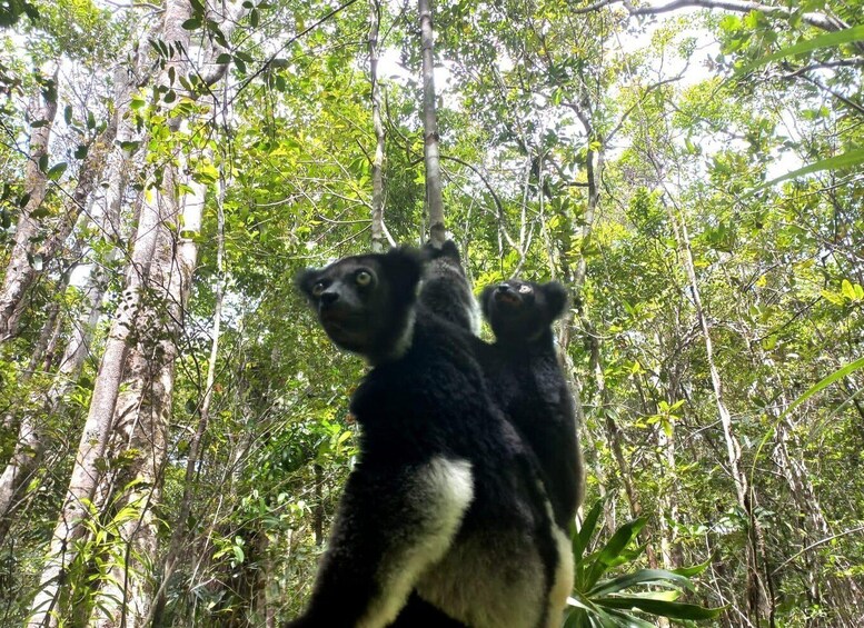 Picture 2 for Activity Discover Lemurs of Madagascar