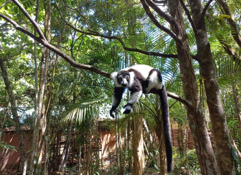 Picture 3 for Activity Discover Lemurs of Madagascar