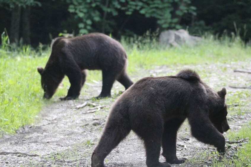 Picture 10 for Activity Bear watching in the wild Brasov