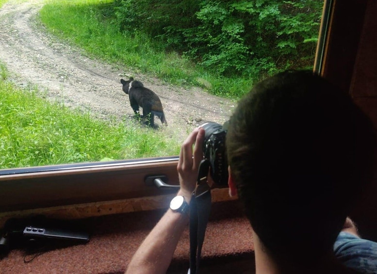 Picture 9 for Activity Bear watching in the wild Brasov