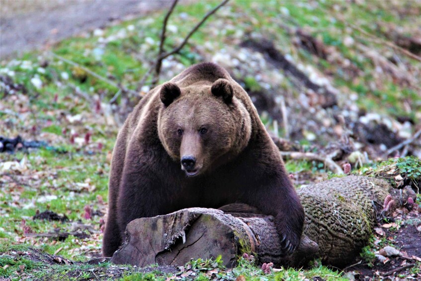 Bear watching in the wild Brasov