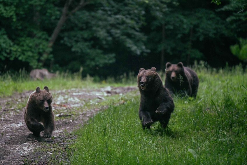 Picture 1 for Activity From Brasov: Brown Bear Watching in the Carpathian Mountains