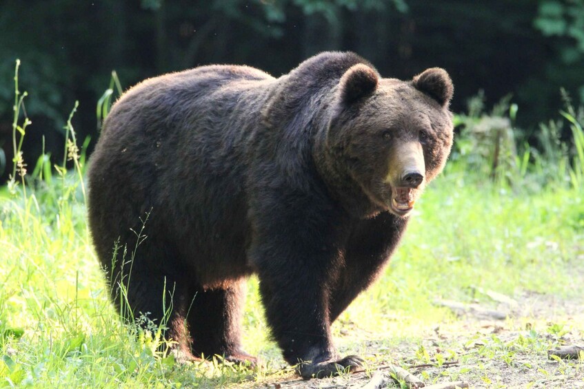 Picture 8 for Activity Bear watching in the wild Brasov