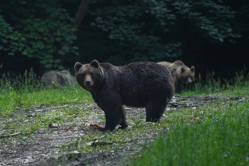 Picture 3 for Activity Bear watching in the wild Brasov