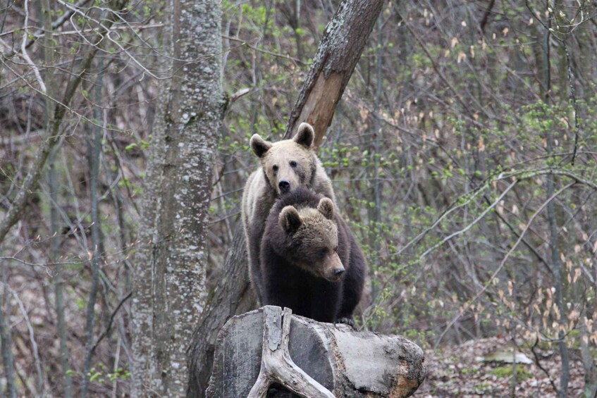 Picture 4 for Activity Bear watching in the wild Brasov