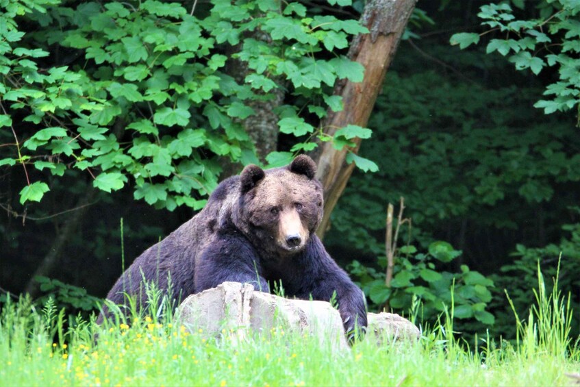 Picture 6 for Activity From Brasov: Brown Bear Watching in the Carpathian Mountains