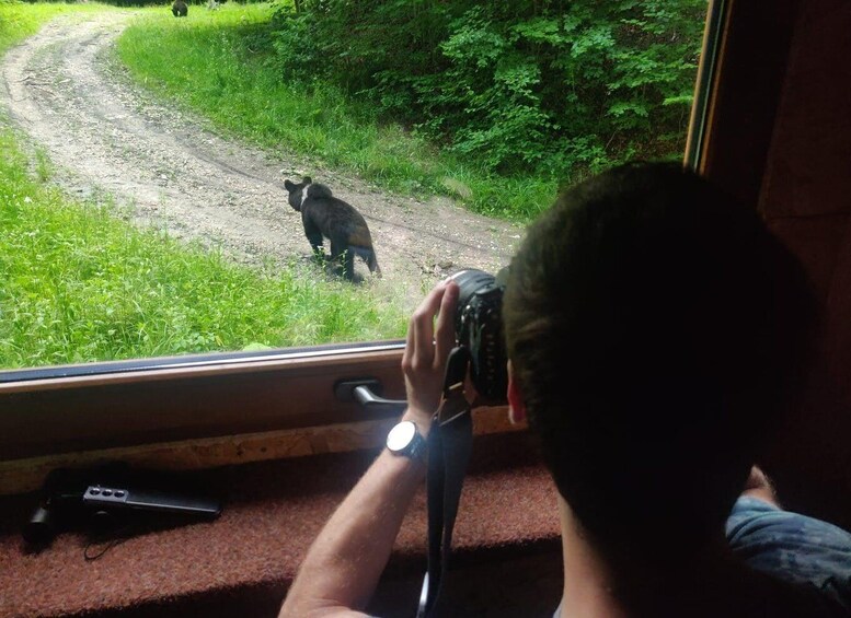 Picture 9 for Activity From Brasov: Brown Bear Watching in the Carpathian Mountains