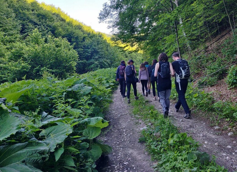 Picture 2 for Activity Bear watching in the wild Brasov