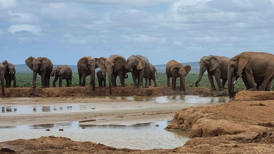 Addo Elephant National Park Private Full-Day Safari