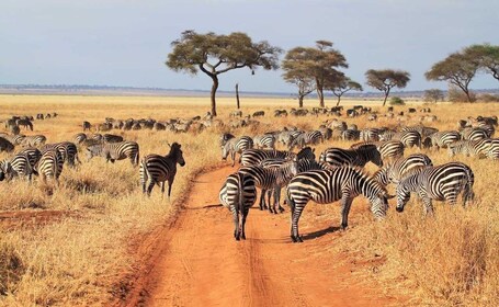 Tanzania Private Guided Luxury Safari.