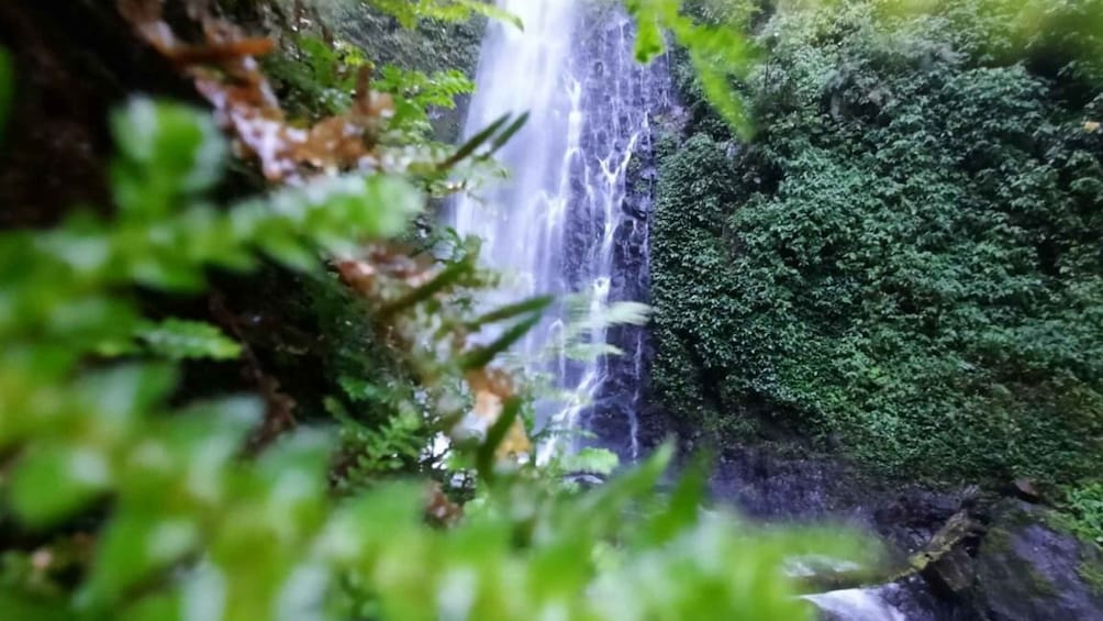 Picture 11 for Activity Monteverde: Waterfalls, Wild Trekking and Horseback Riding