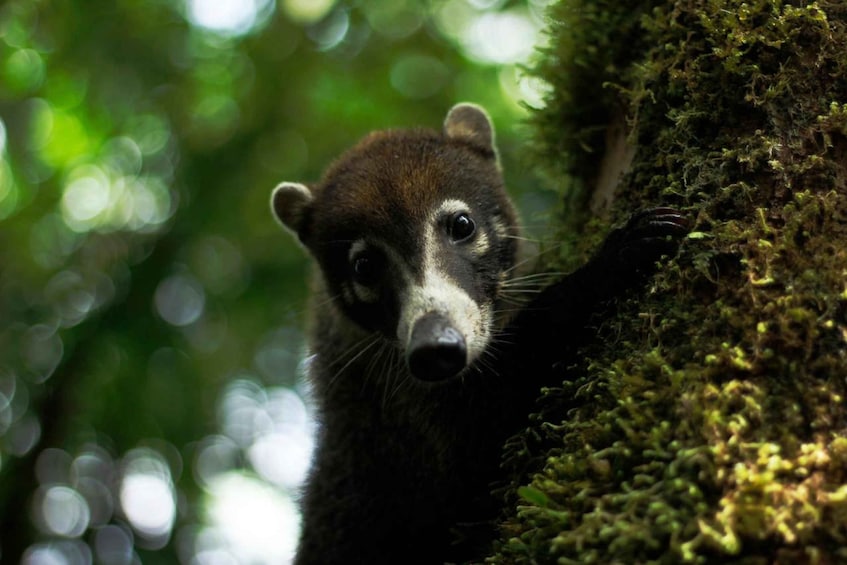 Picture 7 for Activity Monteverde: Waterfalls, Wild Trekking and Horseback Riding