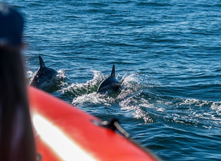 Picture 4 for Activity Cascais: Dolphin Watching Tour