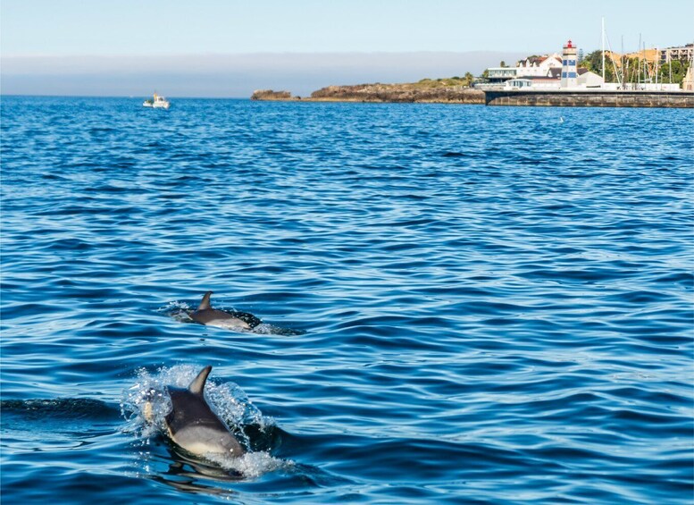 Picture 1 for Activity Cascais: Dolphin Watching Tour