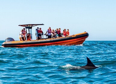 Cascais: Dolphin Watching Tour