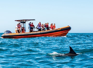 South Route: Dolphin Watching