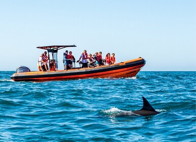 Cascais: Dolphin Watching Tour