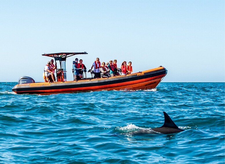 Cascais: Dolphin Watching Tour