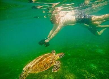 San Juan: Jet Snorkkeliseikkailu ja merikilpikonnien bongaus