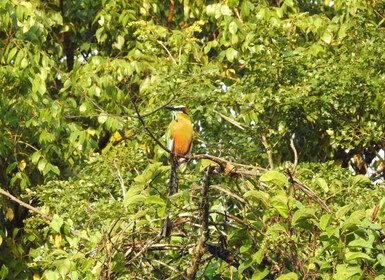 Playa del Carmen: Guided Birdwatching Hike
