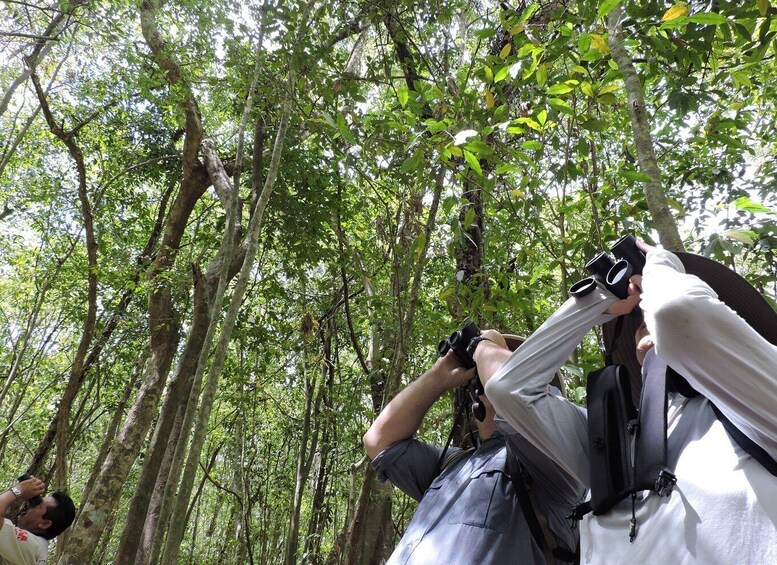 Picture 7 for Activity Playa del Carmen: Guided Birdwatching Hike