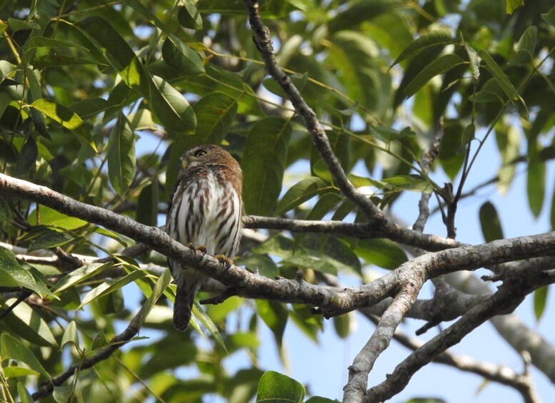 Picture 2 for Activity Playa del Carmen: Guided Birdwatching Hike