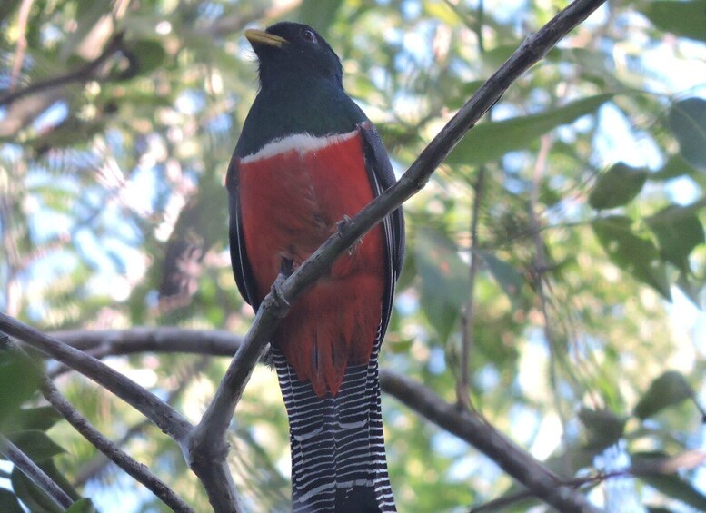 Picture 8 for Activity Playa del Carmen: Guided Birdwatching Hike