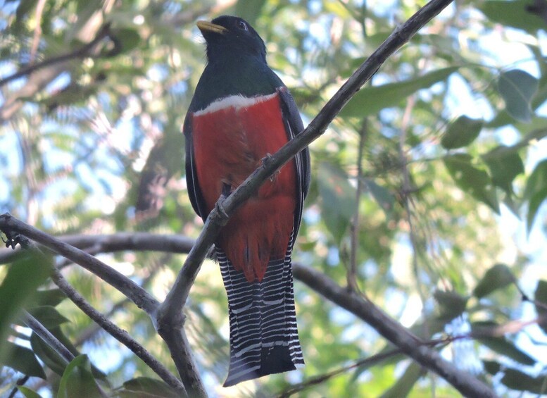 Picture 8 for Activity Playa del Carmen: Guided Birdwatching Hike