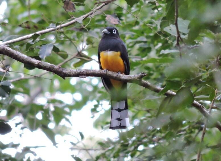 Picture 5 for Activity Playa del Carmen: Guided Birdwatching Hike