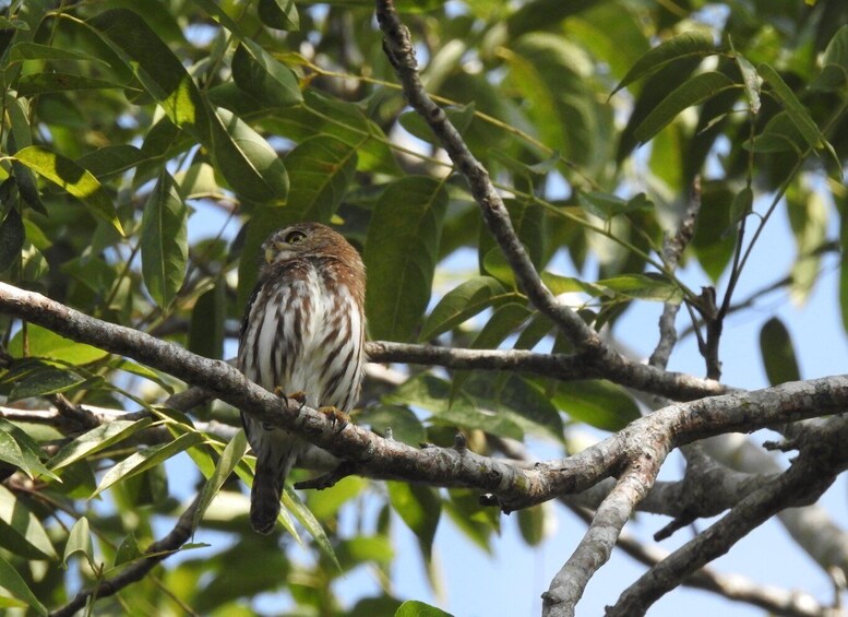 Picture 2 for Activity Playa del Carmen: Guided Birdwatching Hike