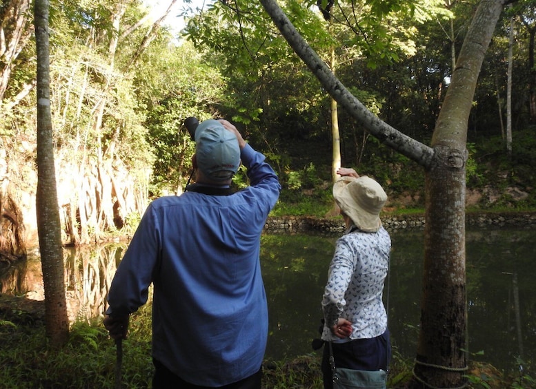 Picture 1 for Activity Playa del Carmen: Guided Birdwatching Hike