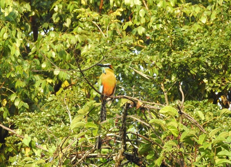 Playa del Carmen: Guided Birdwatching Hike