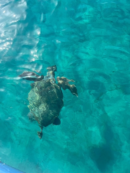 Picture 19 for Activity Zakynthos: Laganas Marine Park Speedboat Tour with Swimming