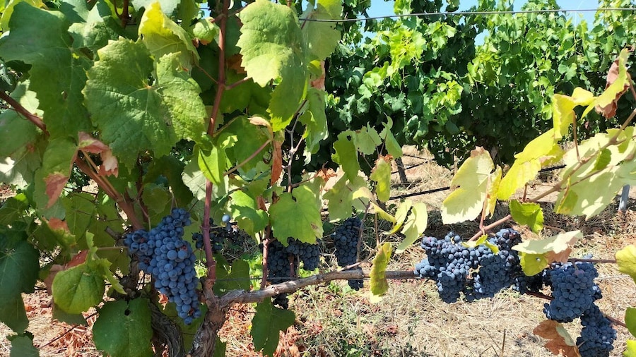 From Cagliari: Wine Cellar Tour with Tastings
