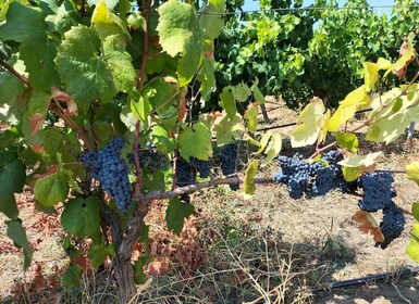 Desde Cagliari: recorrido por la bodega con degustaciones