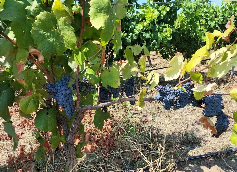 From Cagliari: Wine Cellar Tour with Tastings