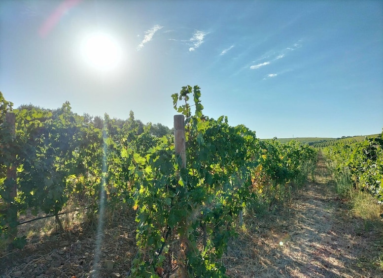 Picture 3 for Activity From Cagliari: Wine Cellar Tour with Tastings