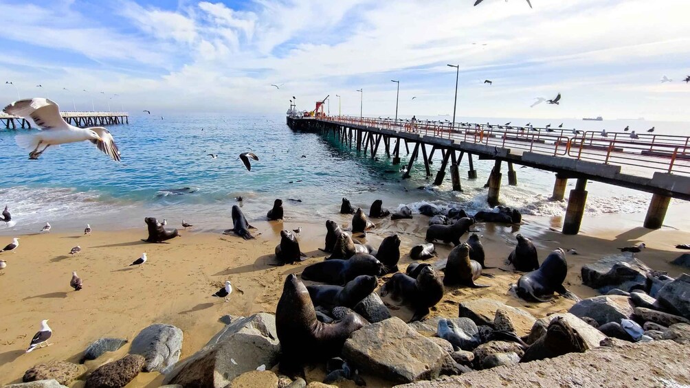 A Valparaiso Private Tour with a stop in a winery.