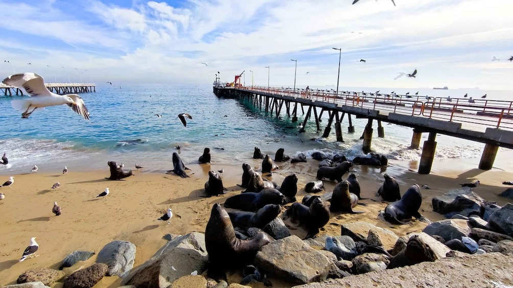 A Valparaiso Private Tour with a stop in a winery.