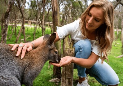 Melbourne: Peninsula Nature Privater Tagesausflug mit Abendessen